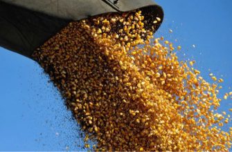 Американская кукуруза вытесняет украинскую на международном рынке