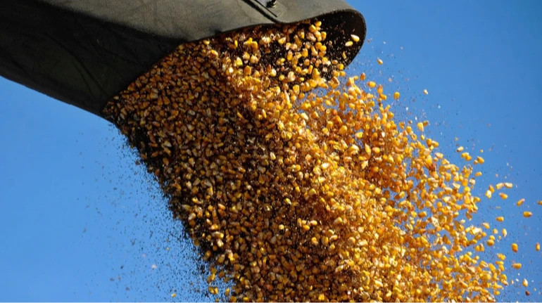 Американская кукуруза вытесняет украинскую на международном рынке